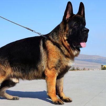 柏林犬业中牧锤系德牧犬