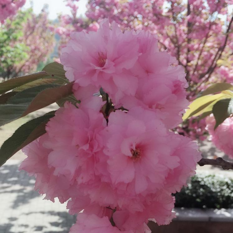 缘来是你(71年🐷)