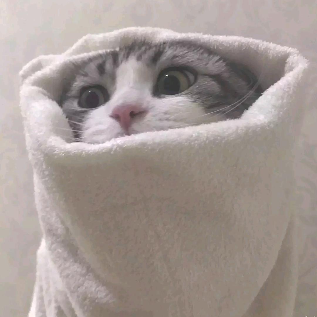 羡慕别人有猫