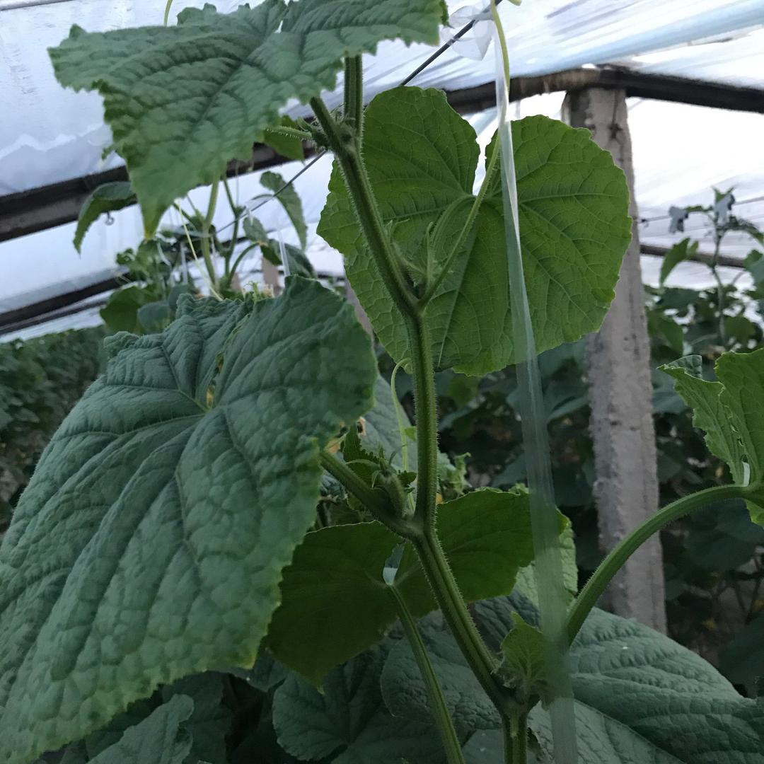 亿农农化@专业服务广大种植户！