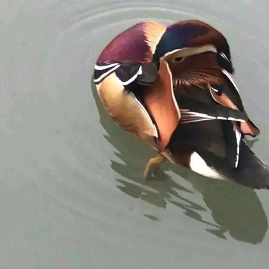 秦妹