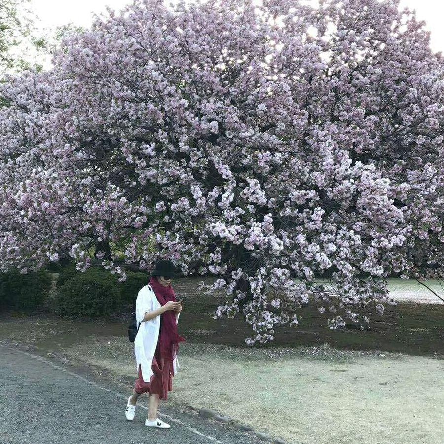 红叶