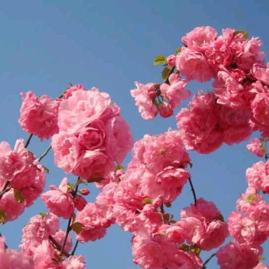 花好月圆
