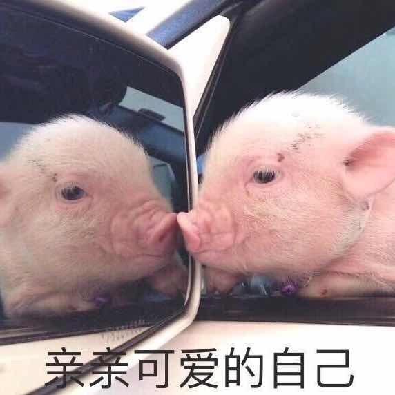 zZ华