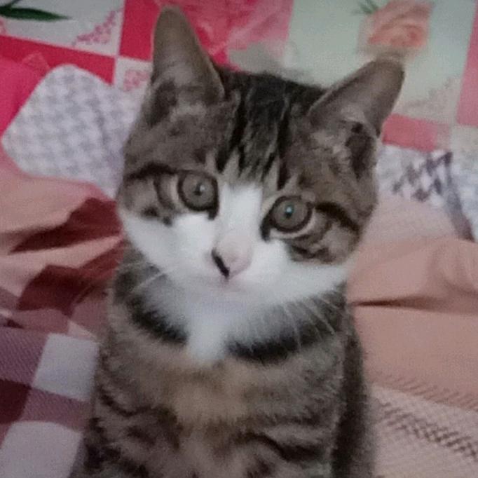 思念成烟（连赞拉黑）