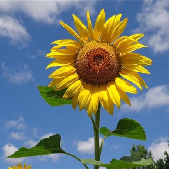 悦悦