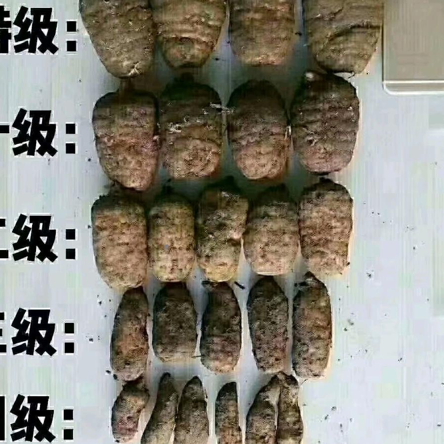 正宗云南羊肉米线，天麻