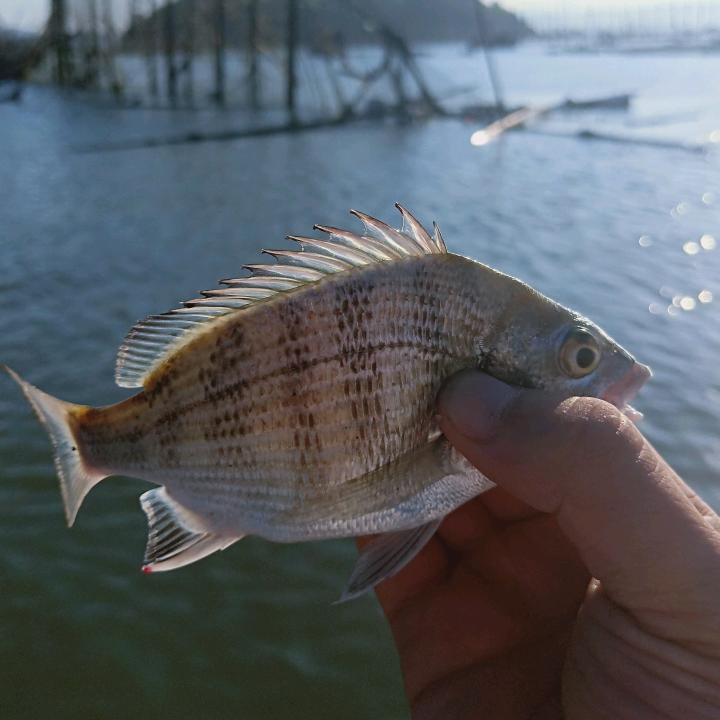 大海