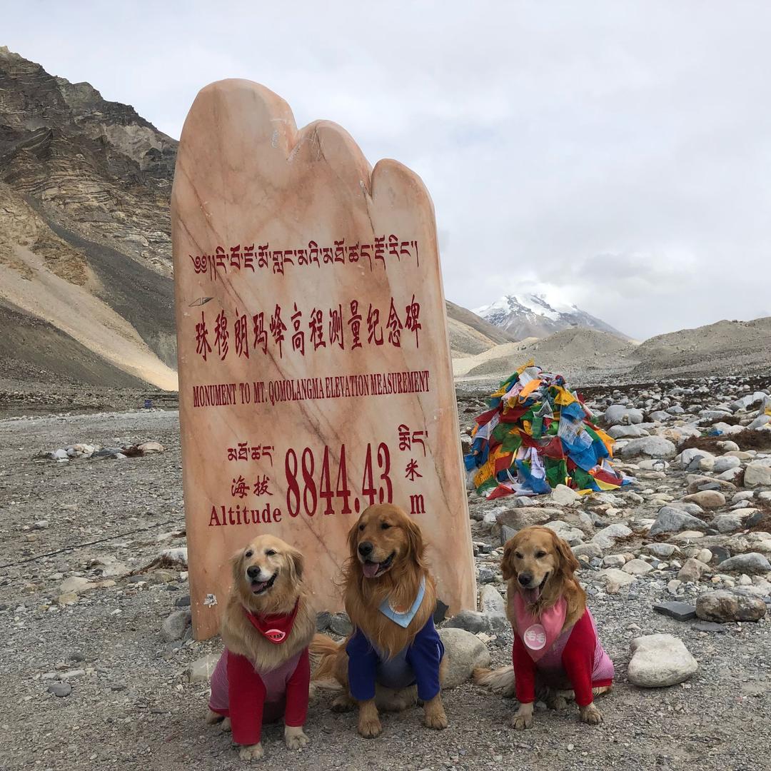人在旅途gogogo(豆妈和她的毛孩子们