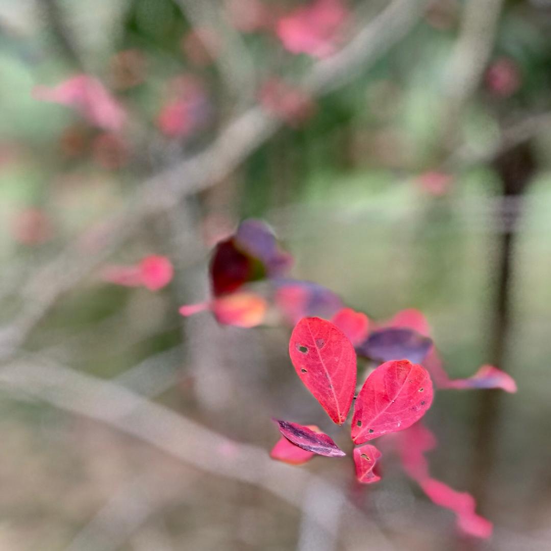 青草地