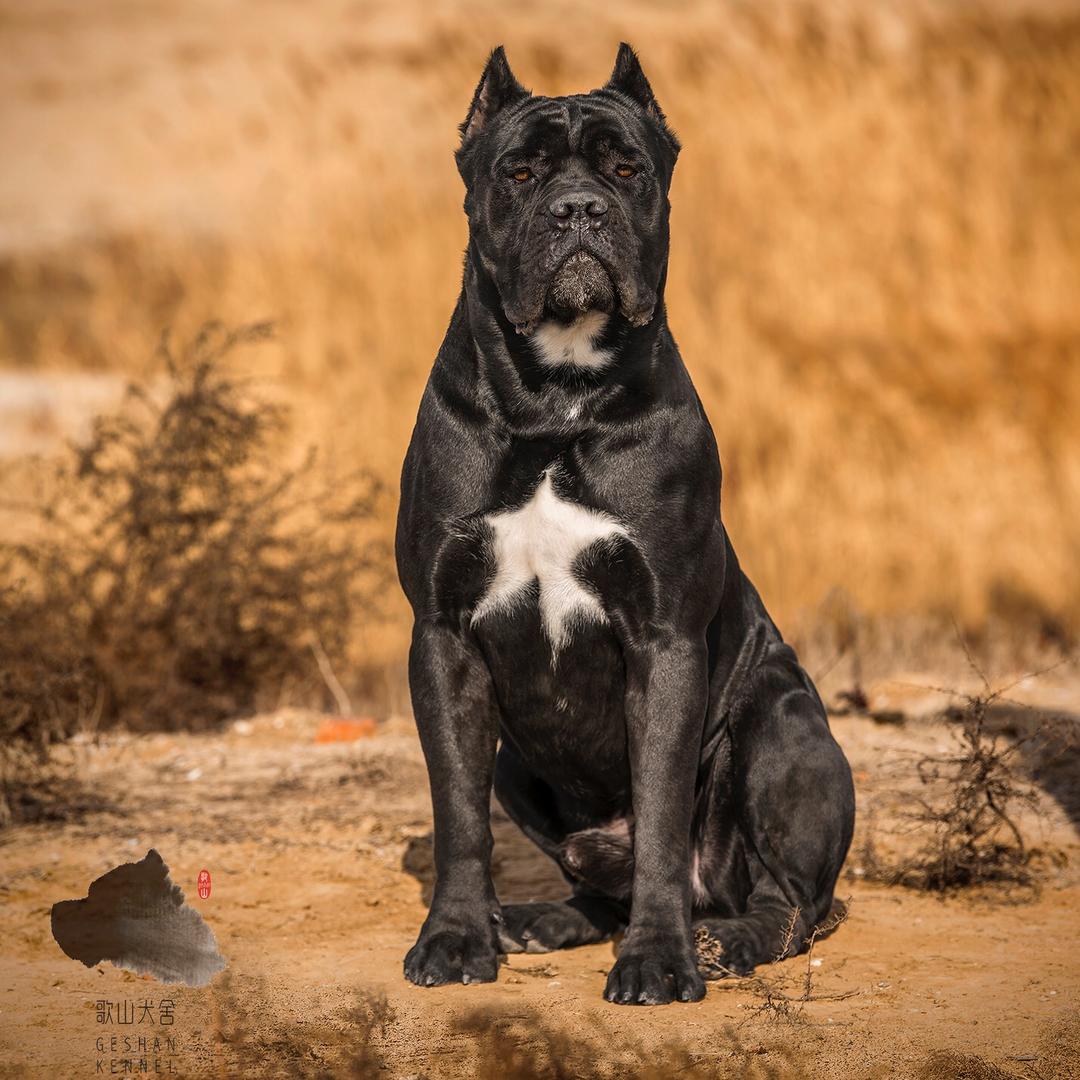 歌山卡斯罗犬舍