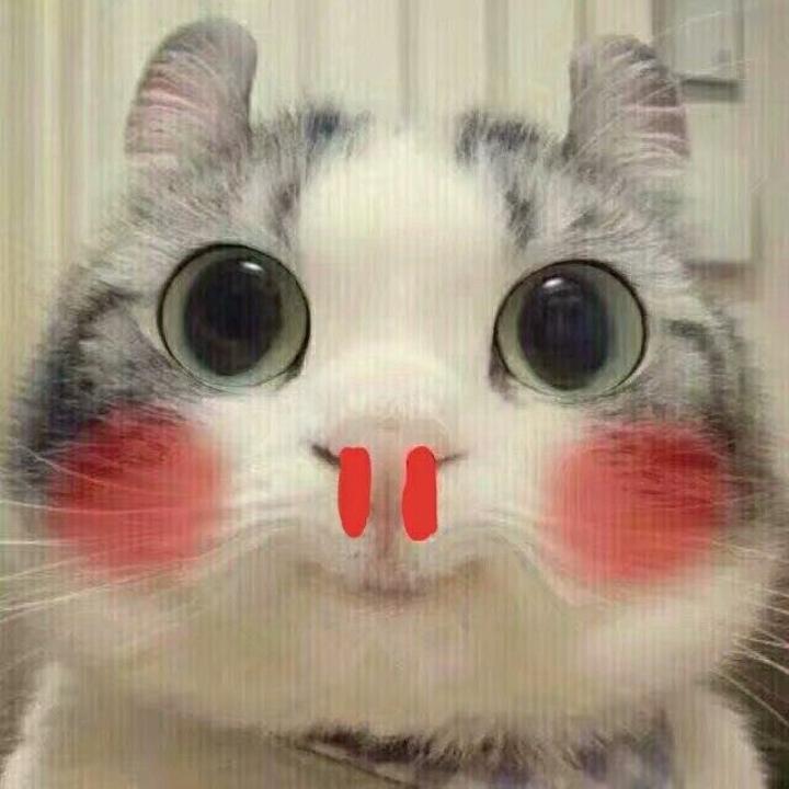 偷光天下的小猫咪