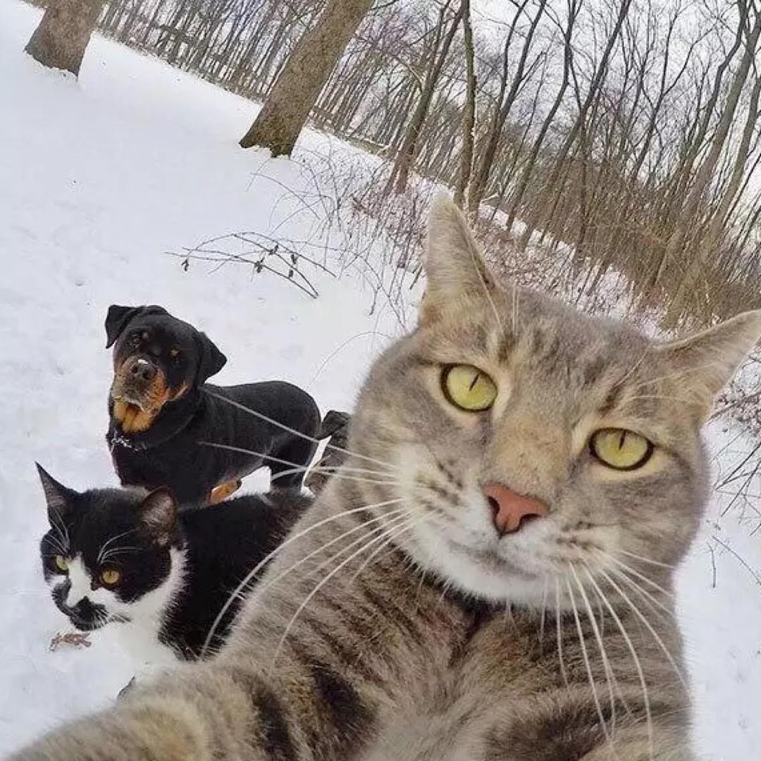 小猫不爱你