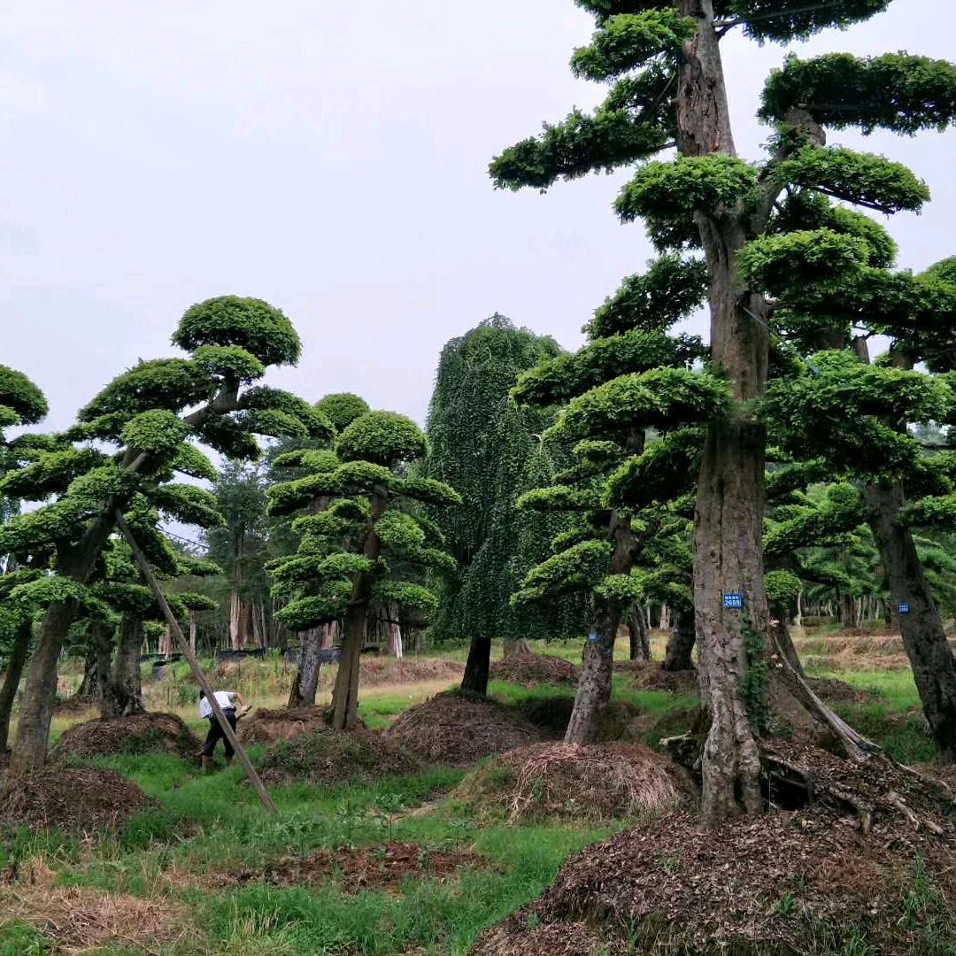 诚信苗木老张卖树