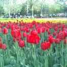 望家人平安幸福😊