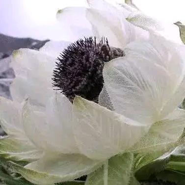 憨娃