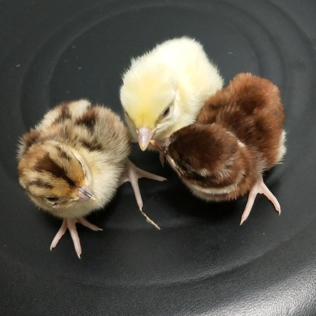 山东燕青农牧生活坊