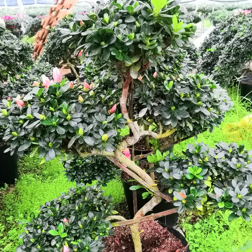 嫣花园艺
