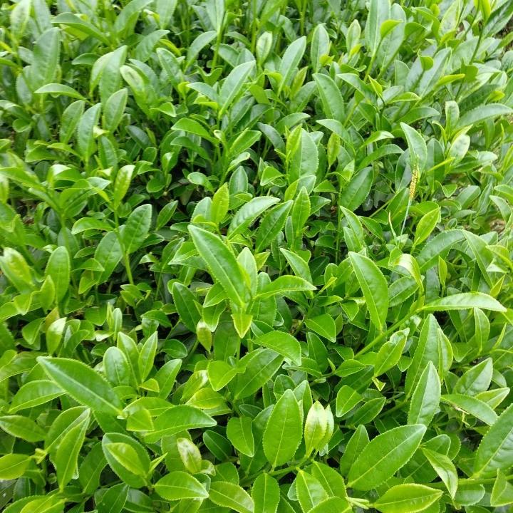 锦弦岩茶～～