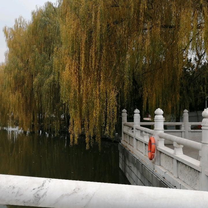 洋洲涛哥