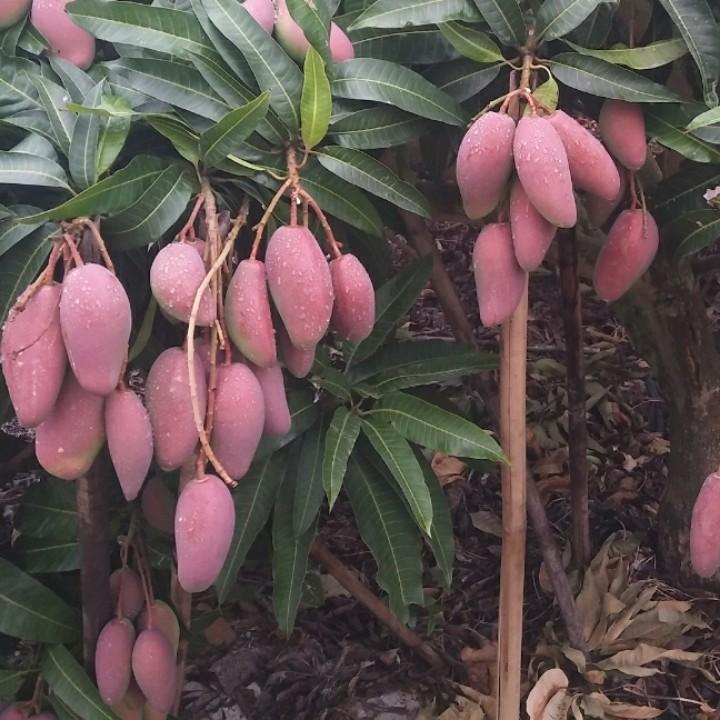 腾飞