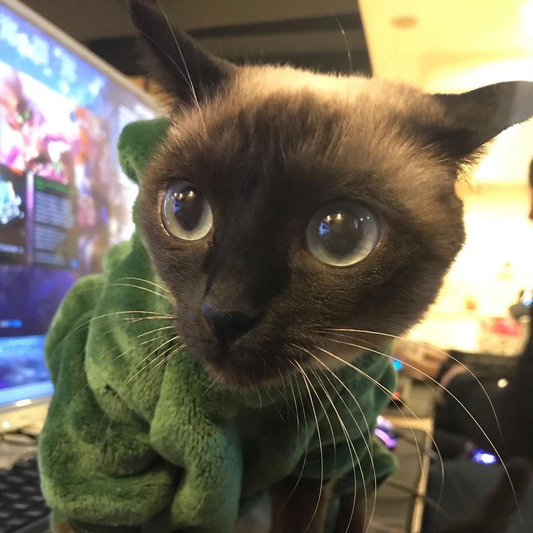 虾米小虾米🐈