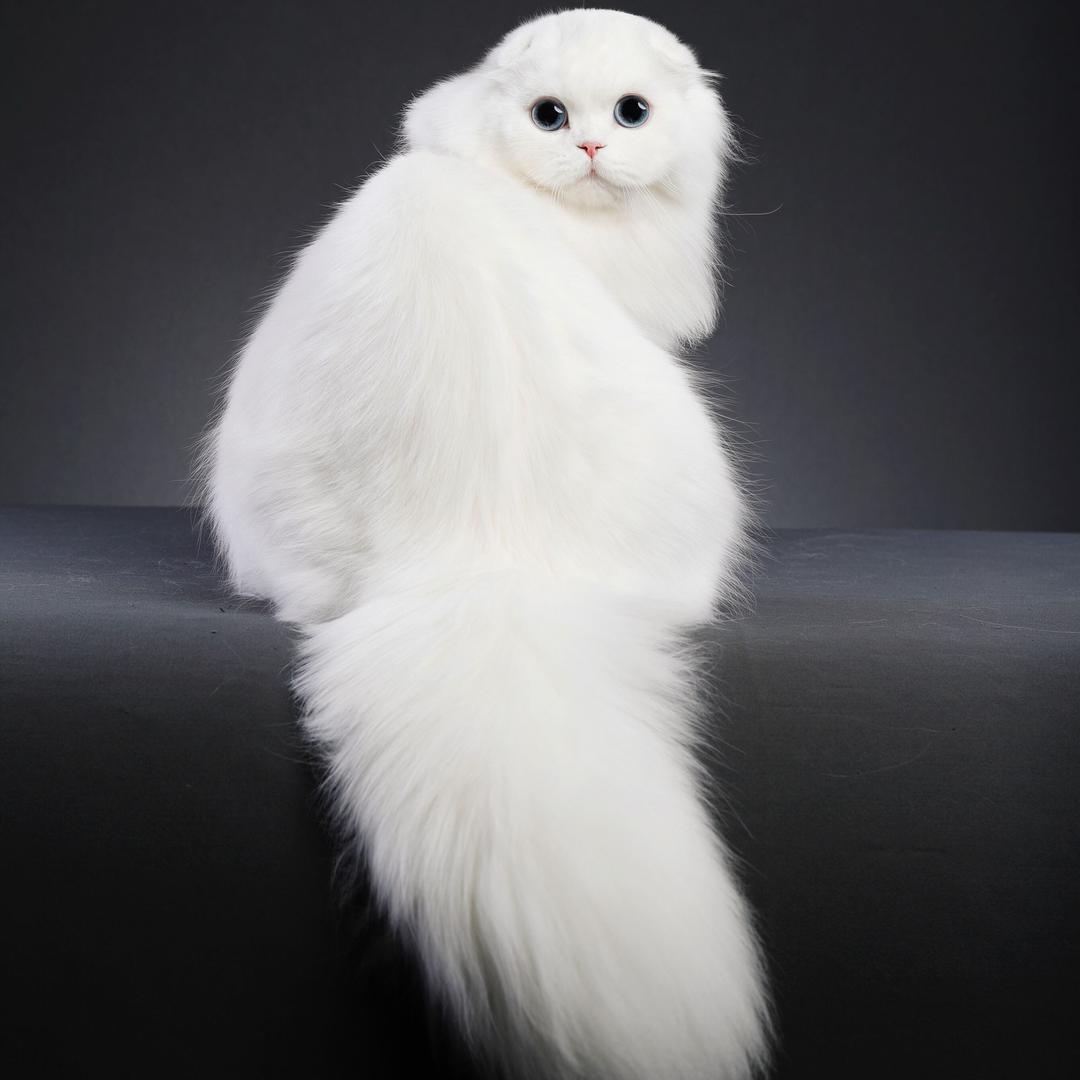 猫咪总司令