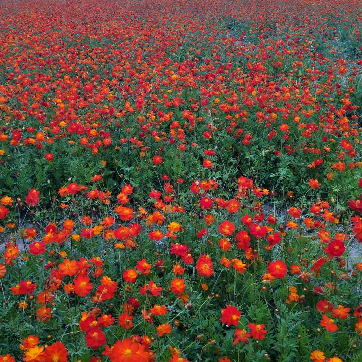 简单（知足常乐）