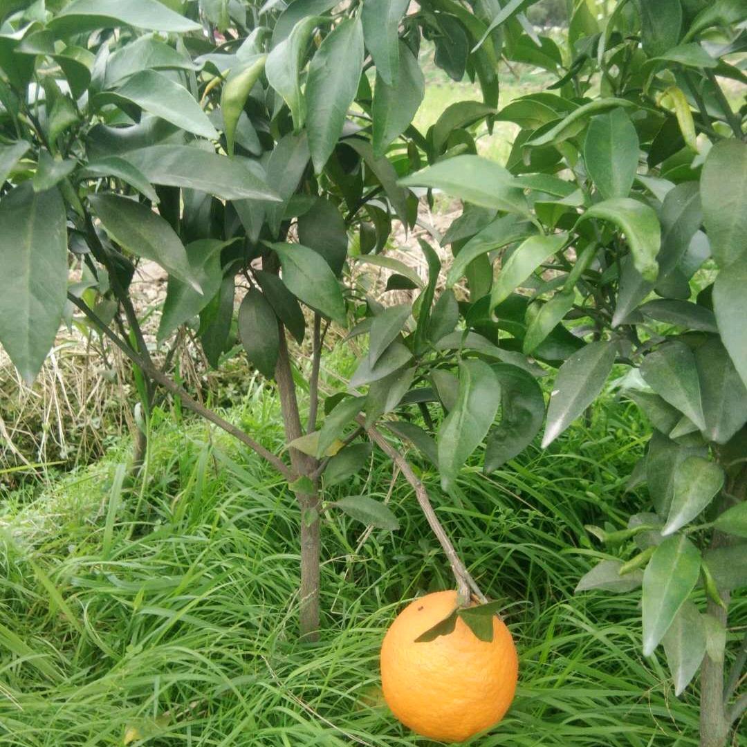 台州市黄岩大头苗木场