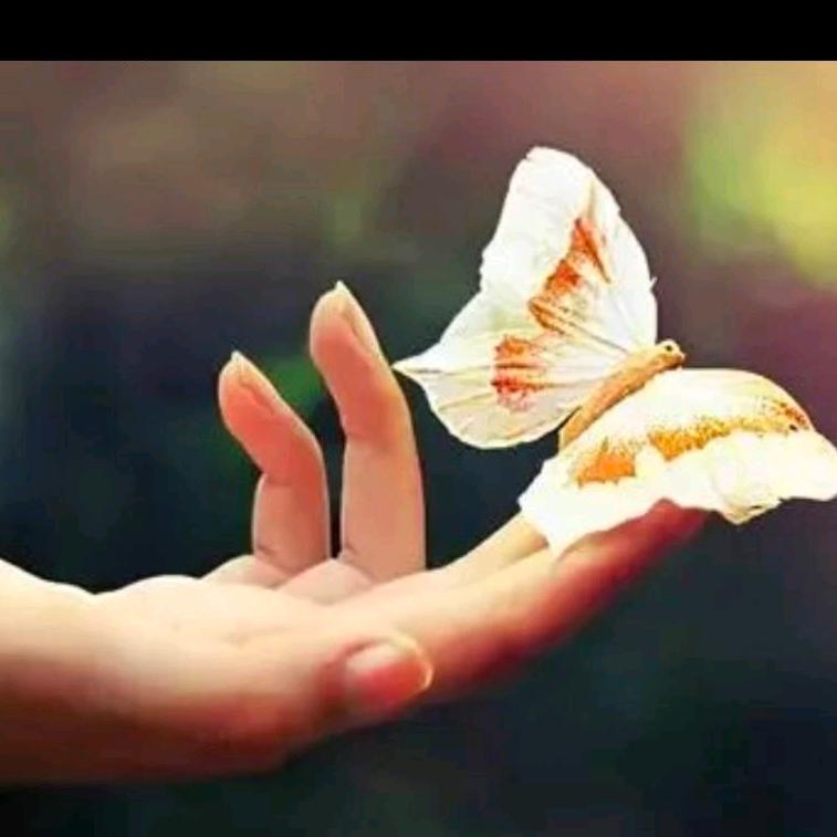 @忘忧草武夷山保护区巧巧