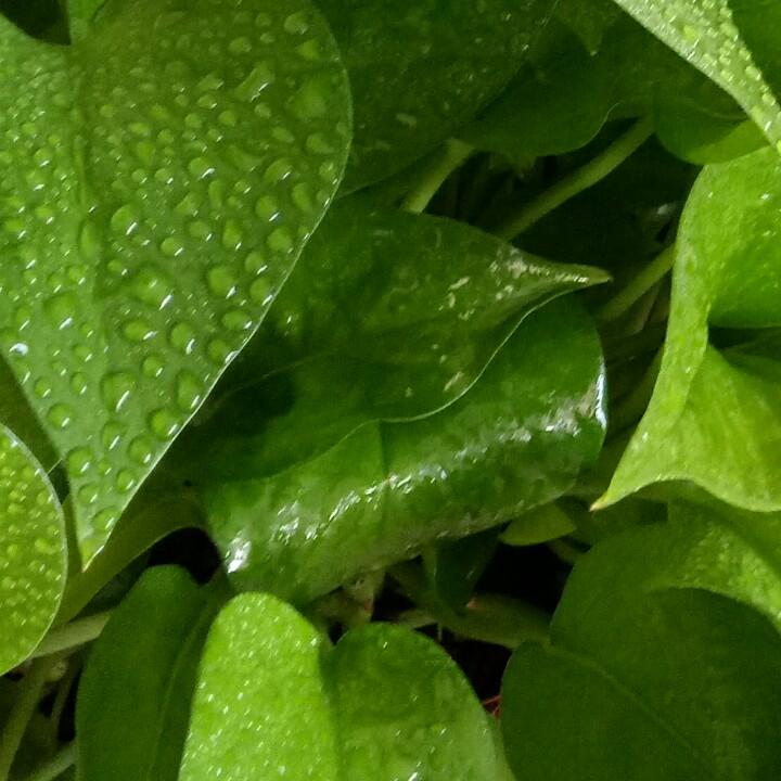 奇台县八家户三村宴会厅