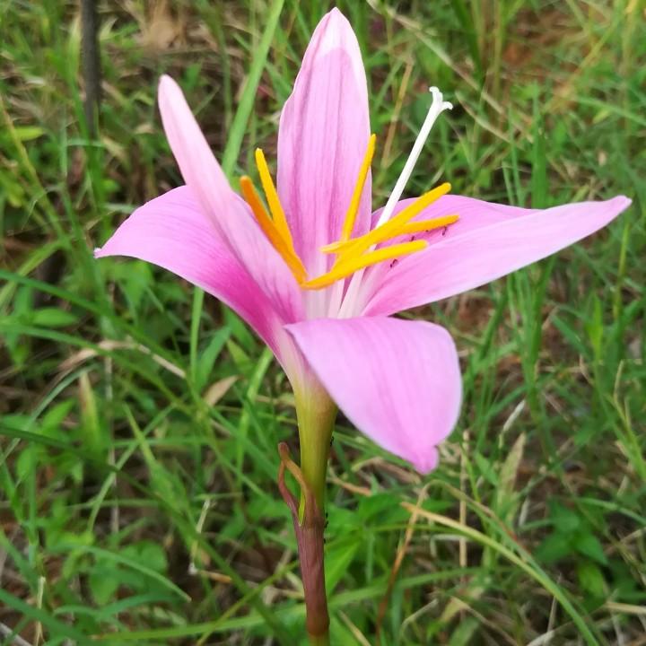 小阳春《不连赞》