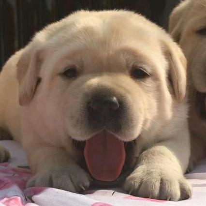 拉布拉多汪汪队