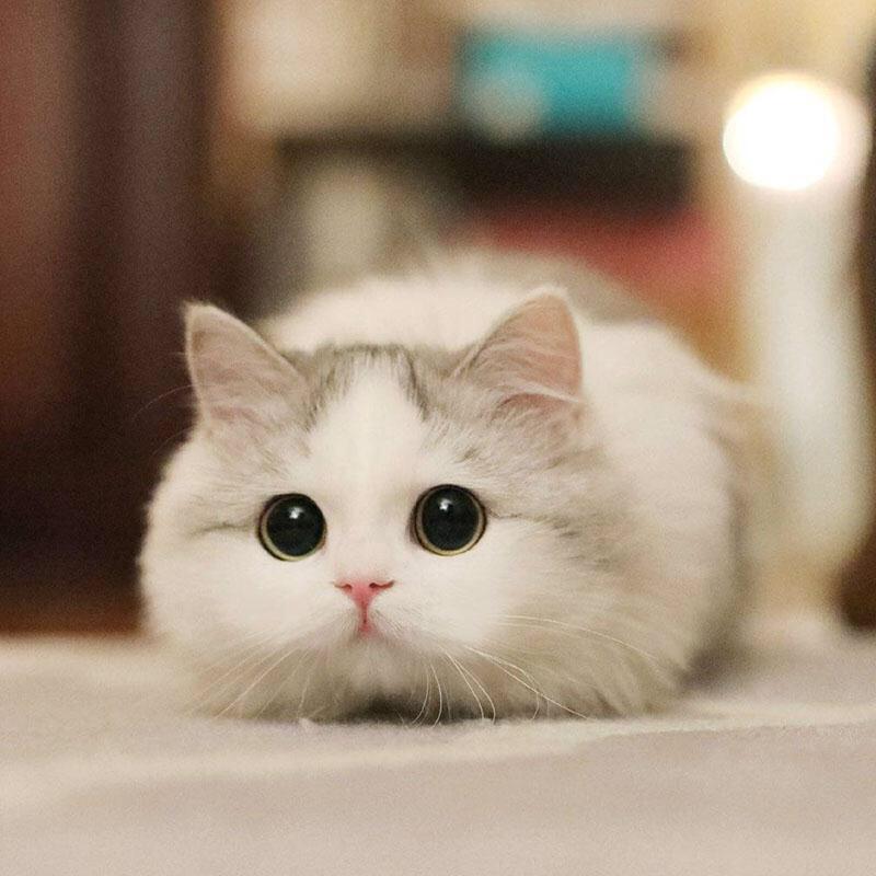 吴老猫