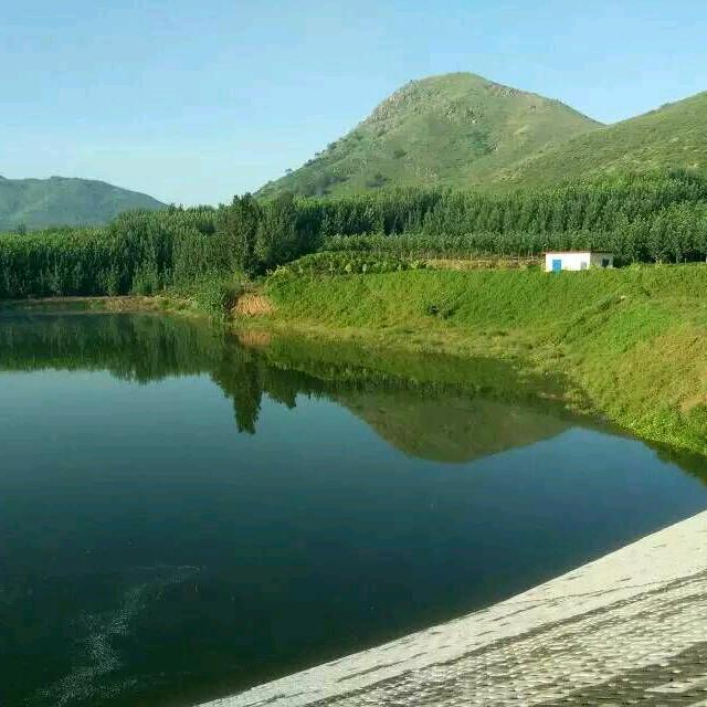 阳光向日葵