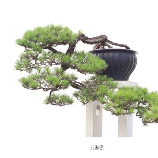 九里醉香园艺（九里香）
