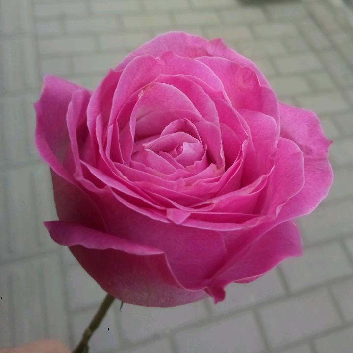 忧伤还是快乐