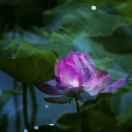 ℡SONG 沉塵