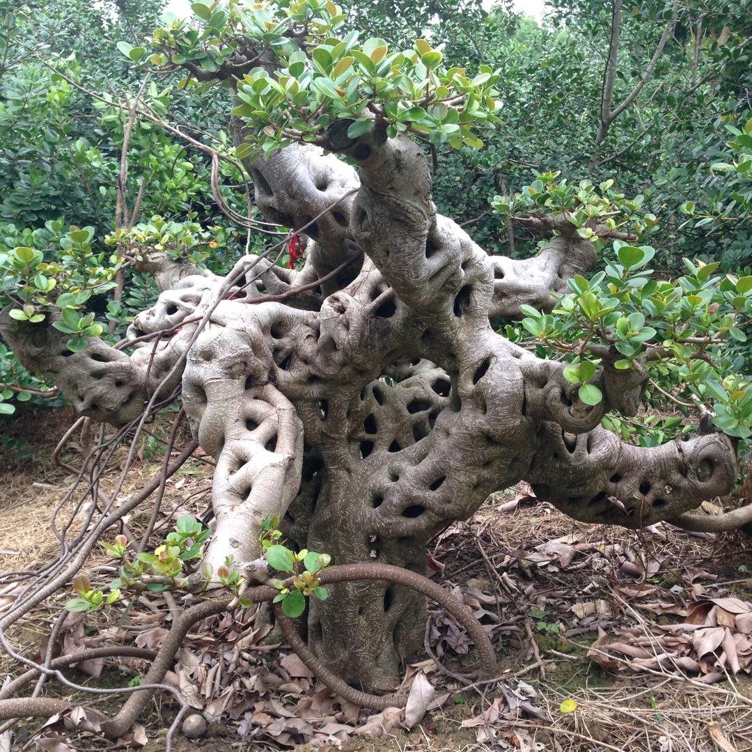 梅菜猪肉汉堡包