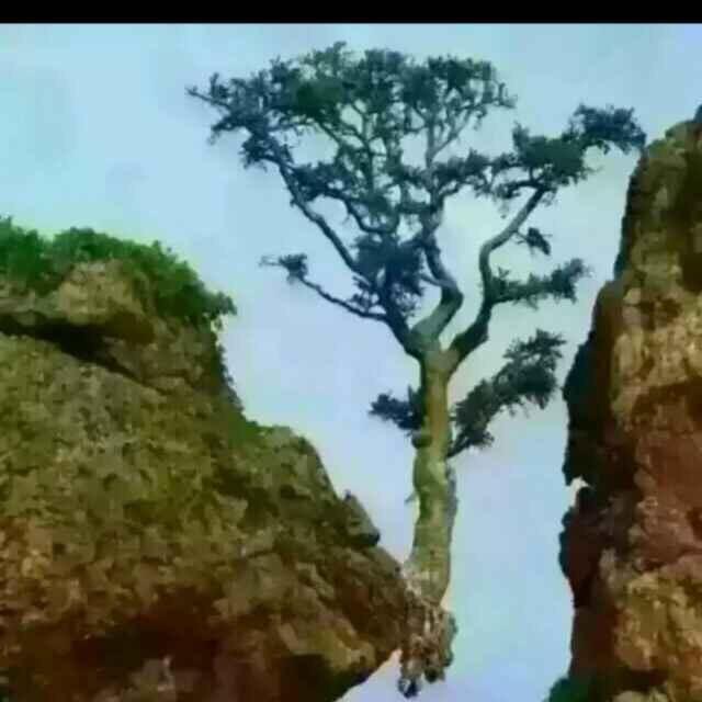 一棵树