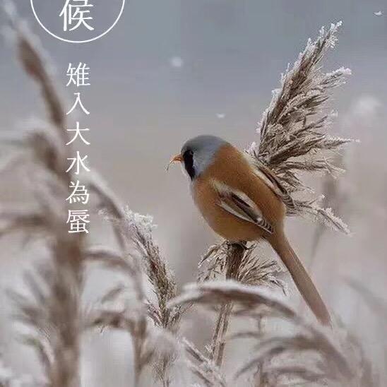 玫瑰内衣