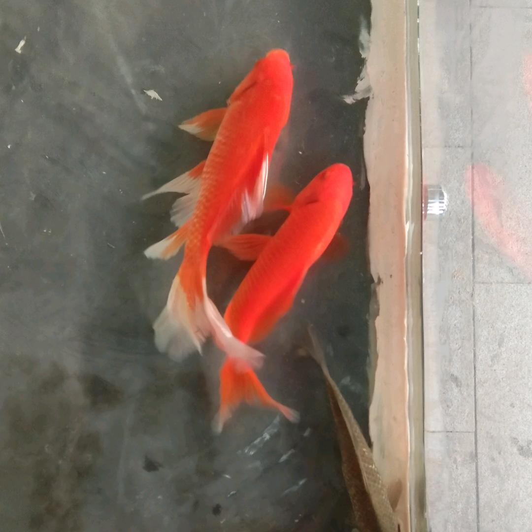 东哥