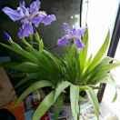 春天spring