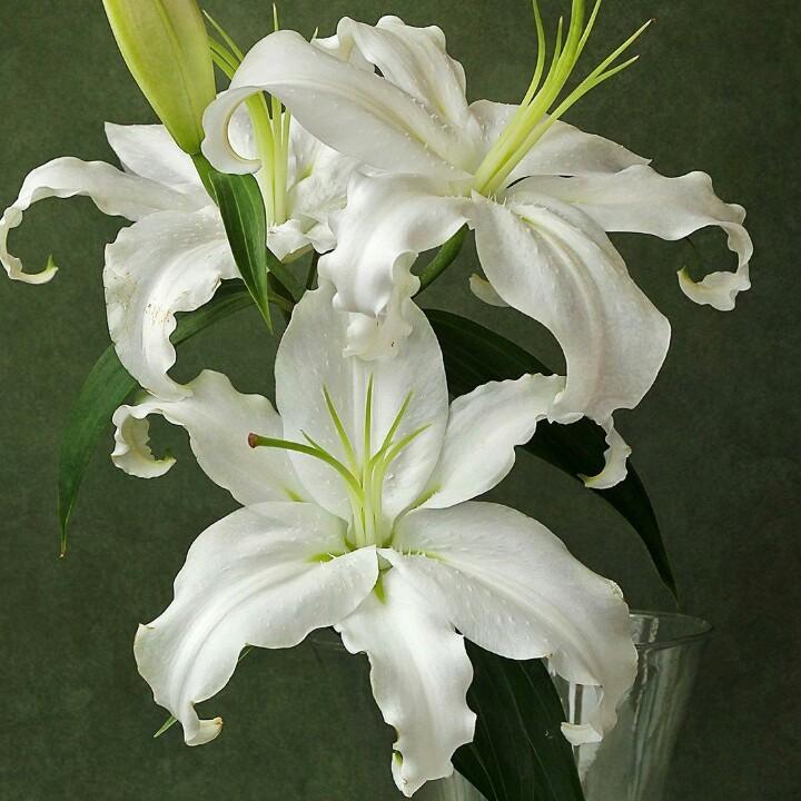 春天的花🌸？