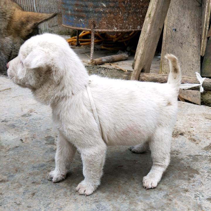 实战下司，土猎