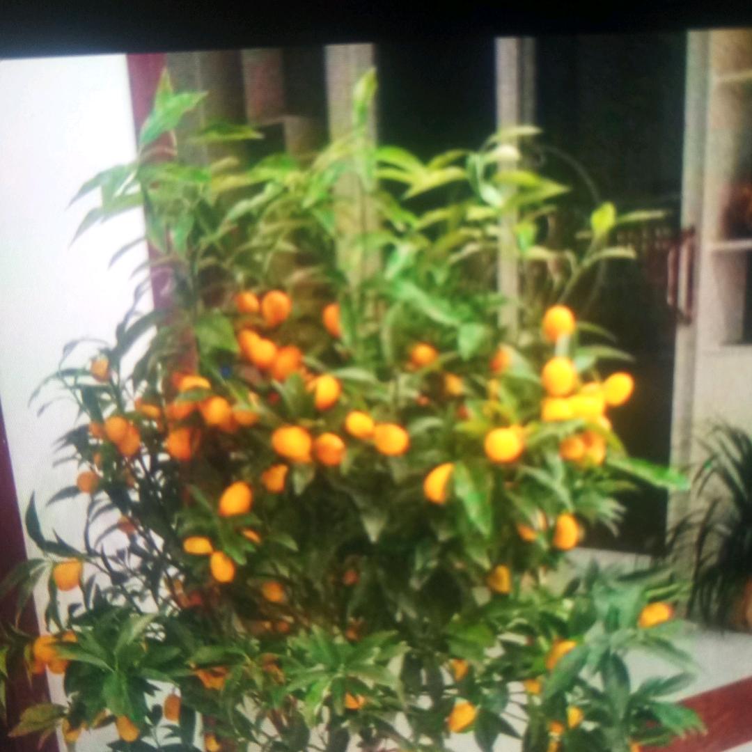 明天更好