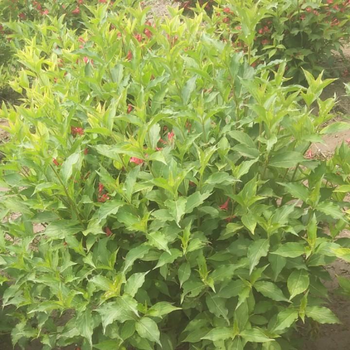 望都绿化苗木玉芳
