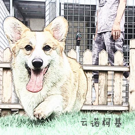 苏州柯基很忙宠咖
