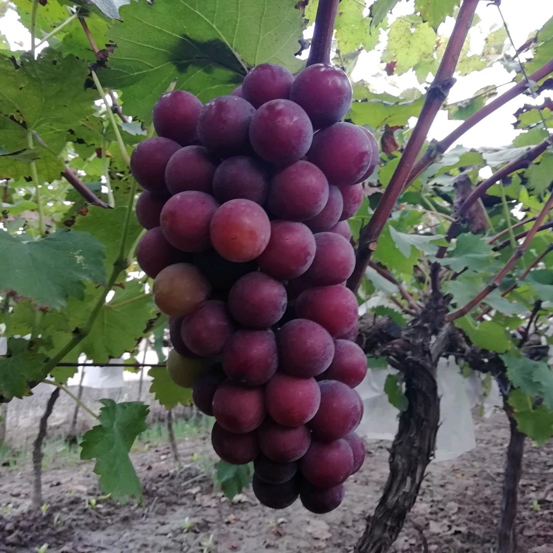 新农人葡萄种植农资