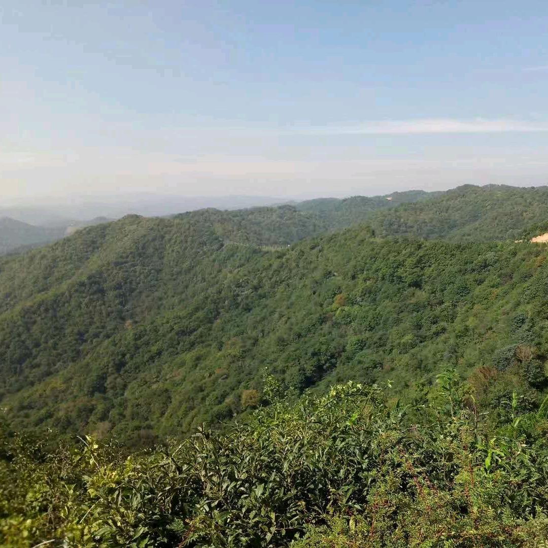 皮草变身耗子毛